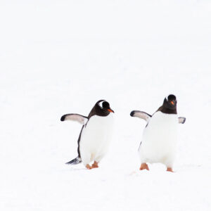 Werden Pinguine bald aussterben?