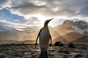 Warum das Aussterben der Pinguine uns alle betrifft